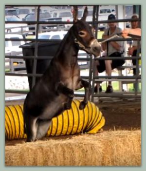 Double D Anasette, Reserve Champion High Point Miniature In-Hand Jennet